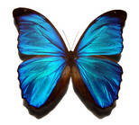 Blue monarch 