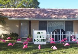 Pink flamingos entertain your friends