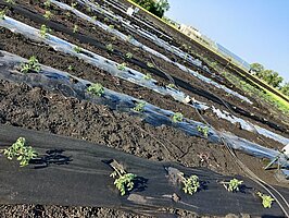 Figure 2. Tomato and watermelon plants were transplanted by making a small hole on the mulches.