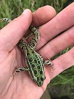 A close-up photograph of a northern leopard frog held in a hand, showing the pattern of spots on the leopard frog's dorsum.