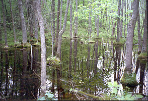 A Northern forested wetland study site.