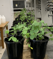 Soybean Plants at room temperature