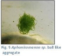 Figure 5. Aphanisomenon sp. ball like aggregate