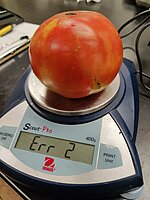 Figure 6. 430 grams tomato sample grown in our research plot