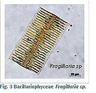 Figure 3. Bacillariophycease Fragillaria sp.