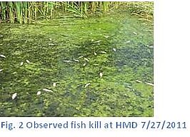 Figure 2. Observed fish kill at HMD 7/27/2011