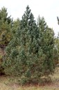 Photo of Hyland Splendor Mugo Pine
