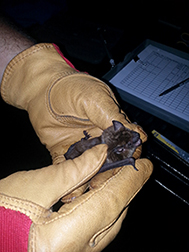 photo of brown bat in North Dakota